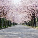 春爛漫を堪能！今年は咲き誇る桜の下を心地よくドライブしてみよう！