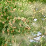 春の二重苦、花粉と黄砂から愛車を救う洗車方法とは？