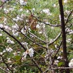 台風の落し物！？塩害で咲いた桜発見？？