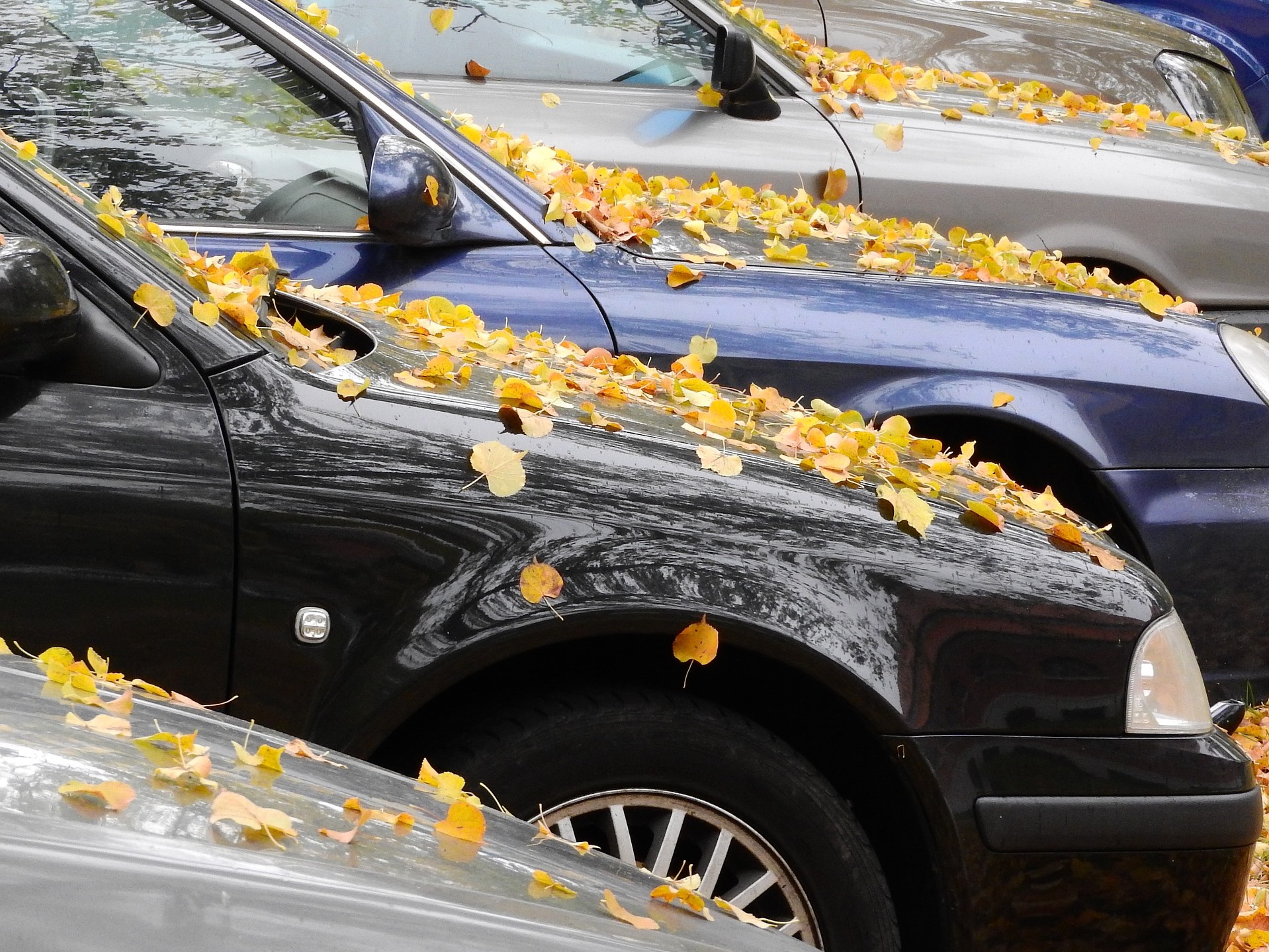 秋は洗車の季節 秋ならではの洗車時の注意点とは Coolverre