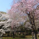 千葉県の広々公園でお花見を満喫！