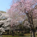 千葉県の広々公園でお花見を満喫！
